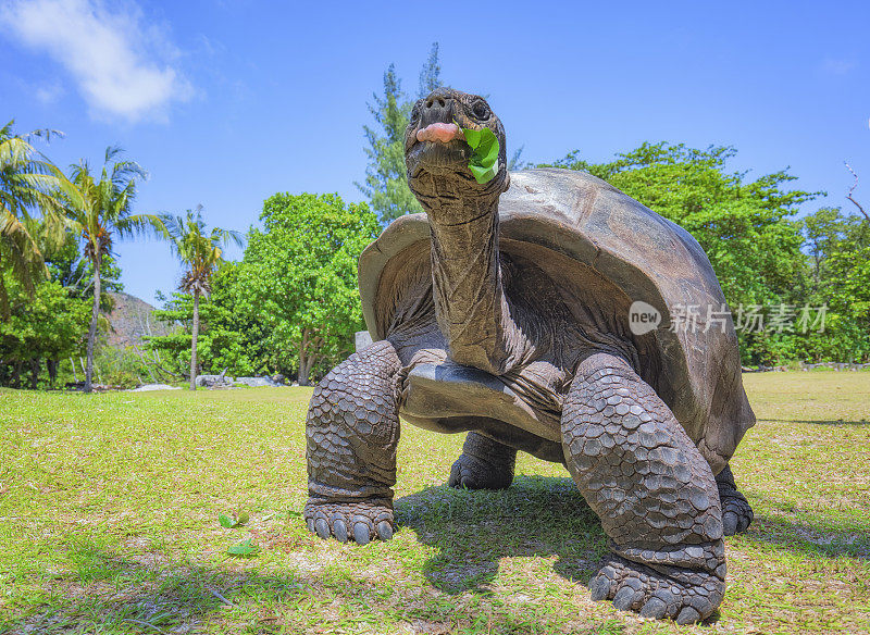 野生动物亚达伯拉巨龟(Aldabrachelys gigantea)在海龟岛好奇，塞舌尔岛